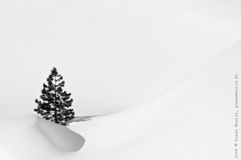 Yoann Moulin - Galerie paysage - Sapin.jpg